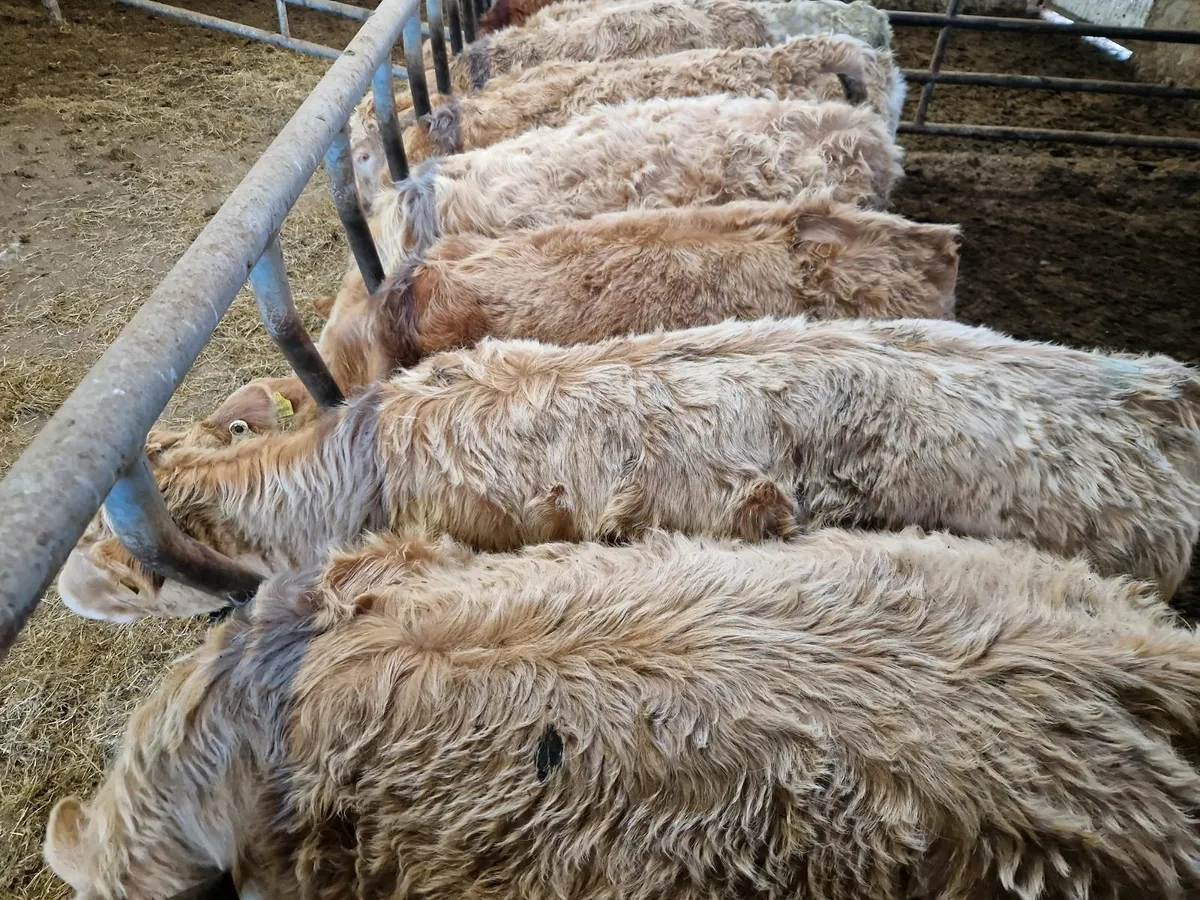 12 Golden CHX Store Heifers - Image 2