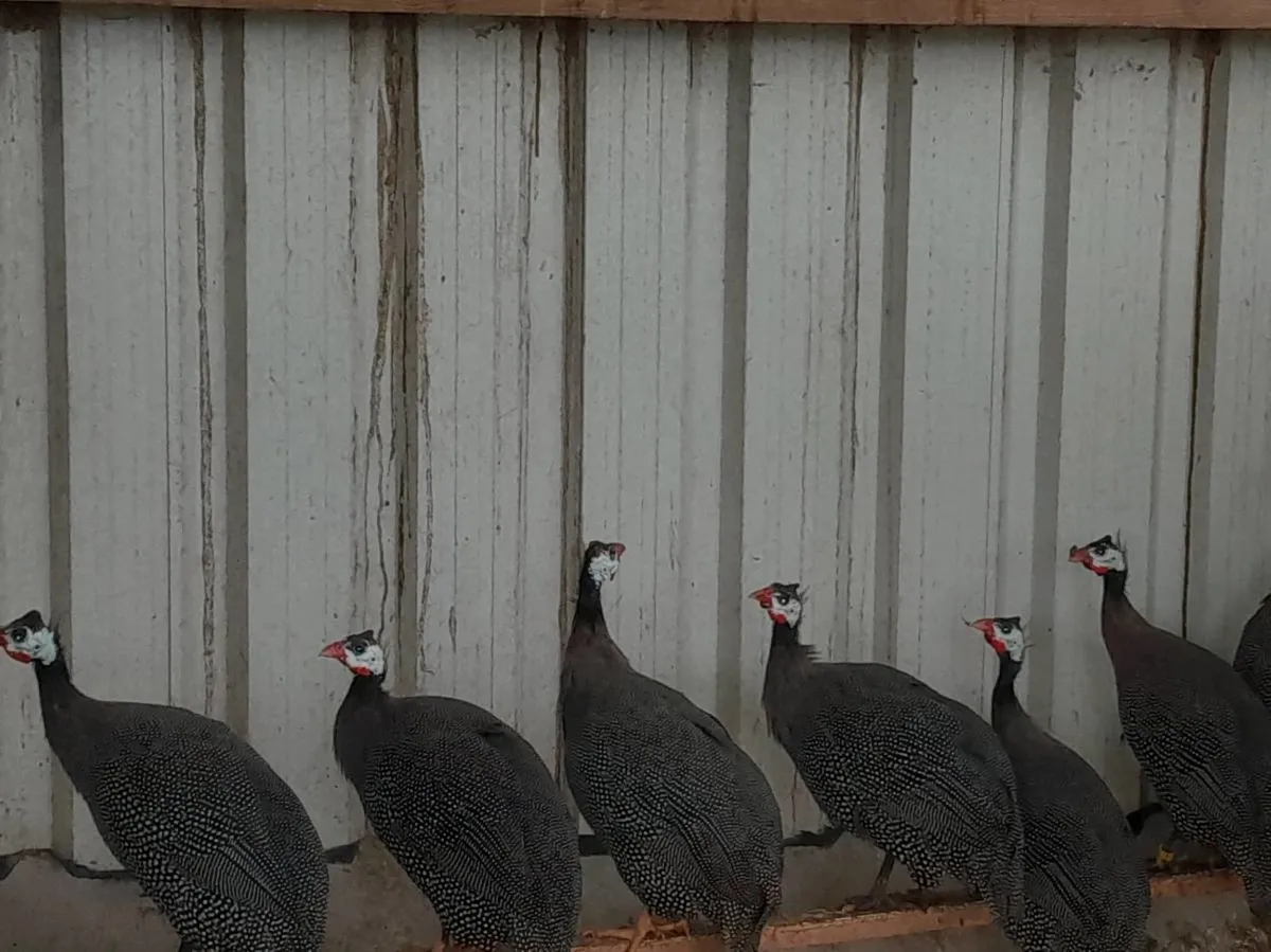 Poultry for sale - Image 4