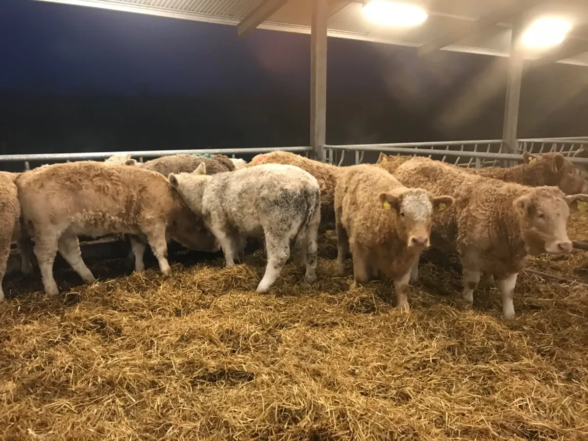 Charolais Heifers - Image 4