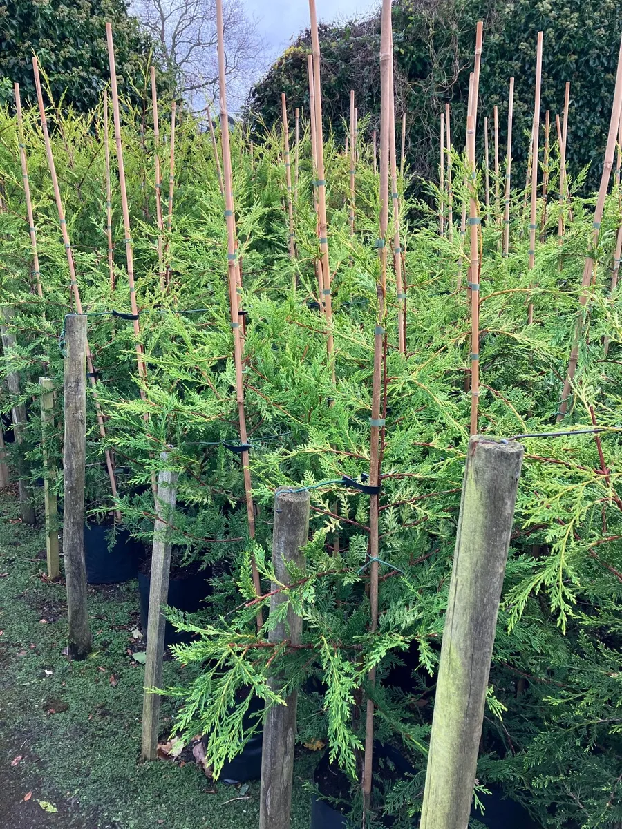 Leylandii hedging - Image 3