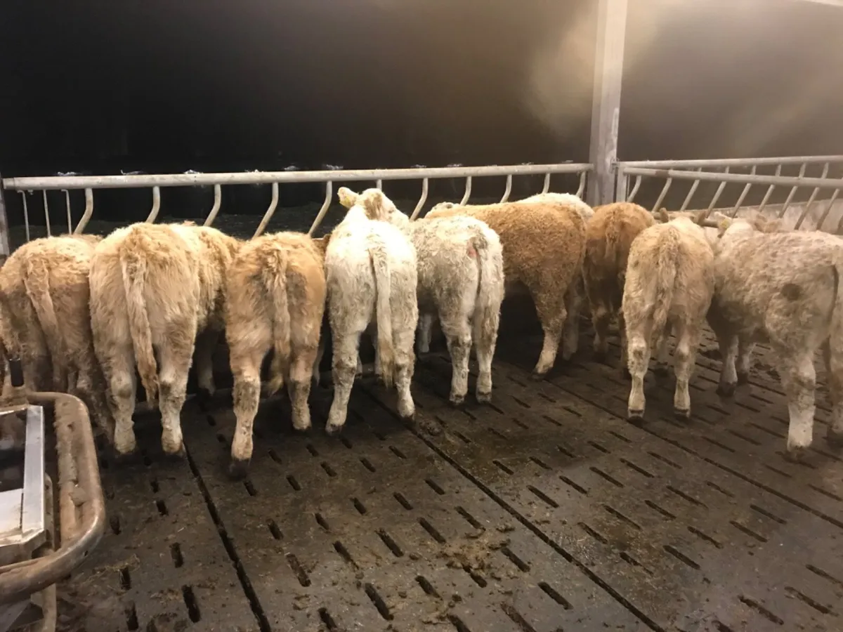 Charolais Heifers - Image 2
