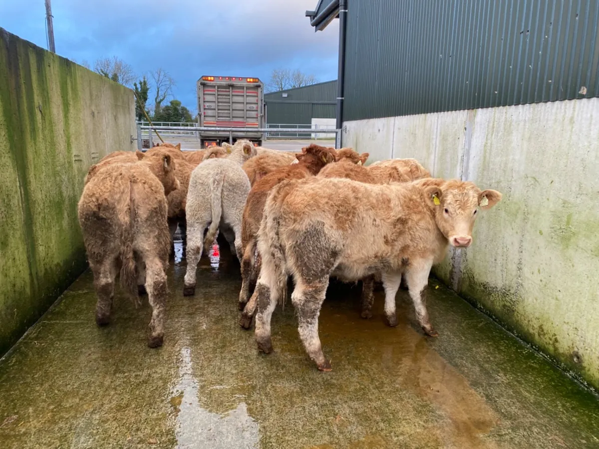 LOVELY HEIFERS - Image 4