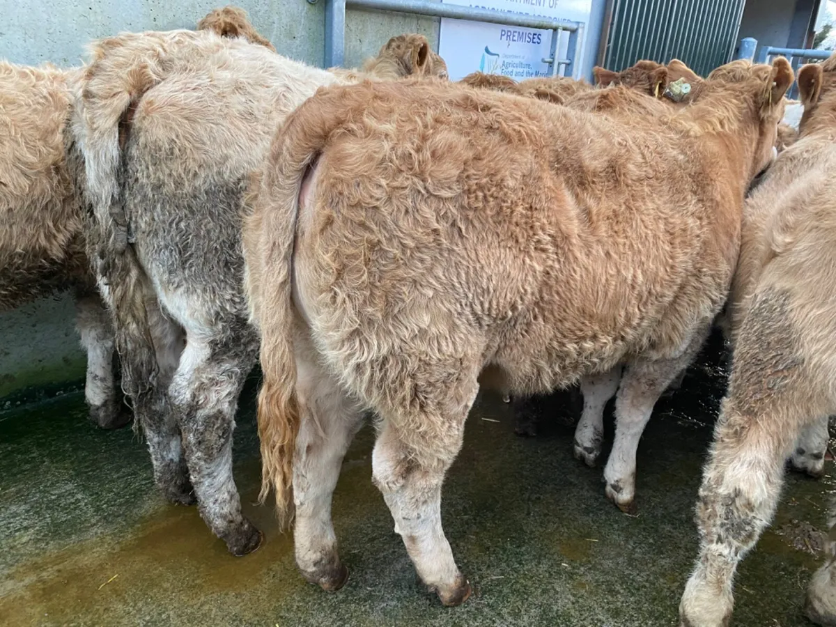 LOVELY HEIFERS - Image 1