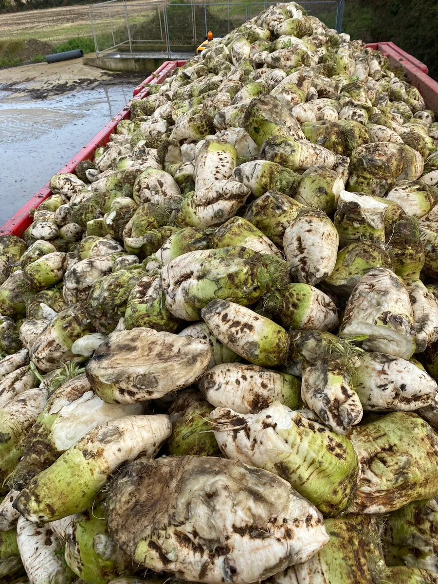 Fodder beet/ Sugar beet - Image 1