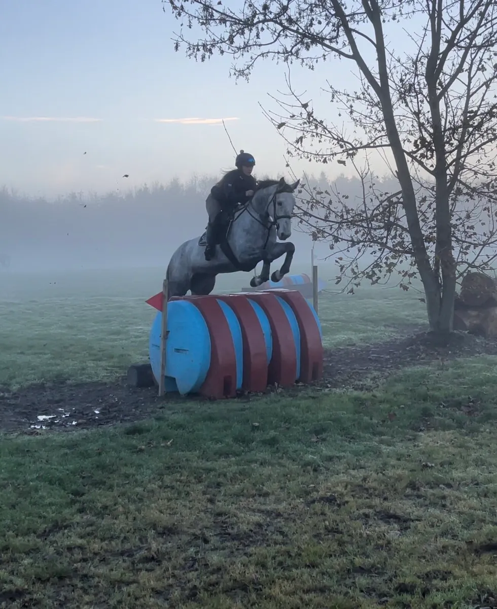 Top Quality 7yo Grey Mare for sale - Image 1
