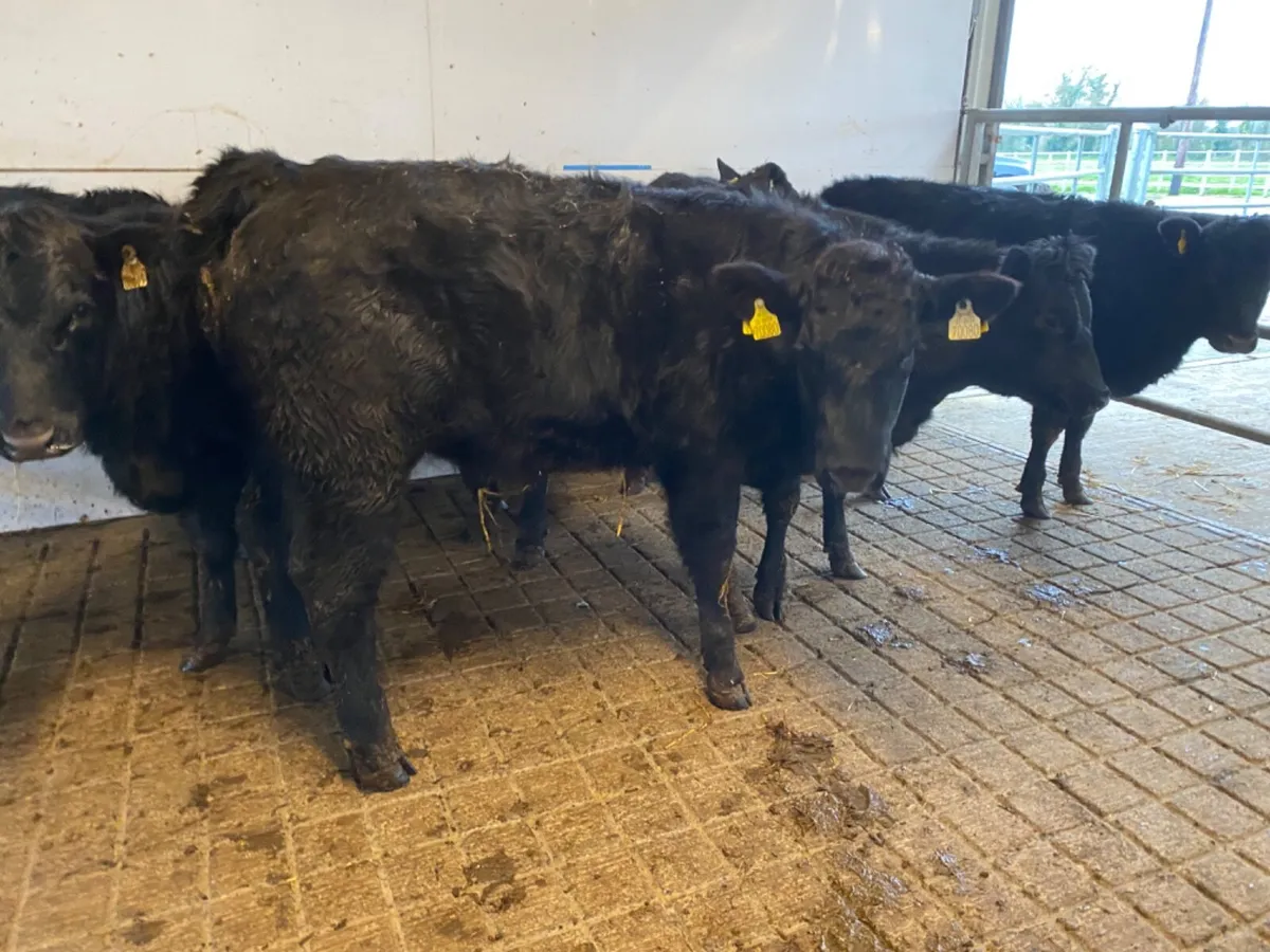Angus Suckler Heifers - Image 2