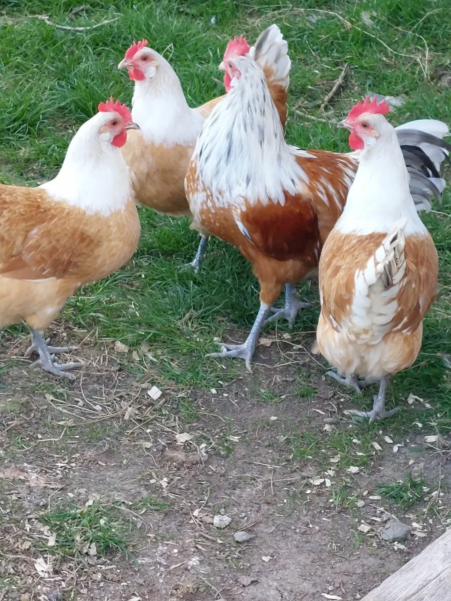 Pure bred large fowl - Image 4