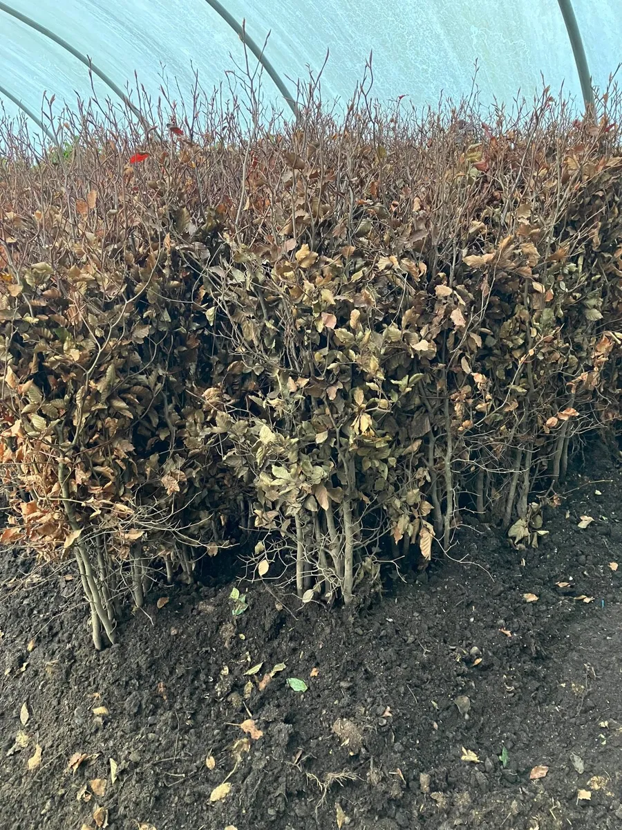 Laurel   hedging - Image 3