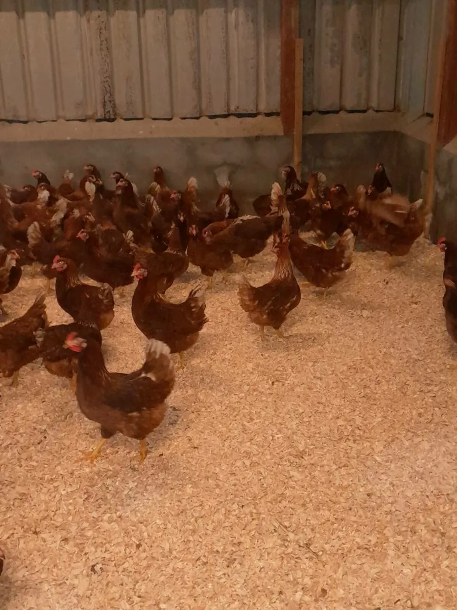 Cluck cluck - Image 2