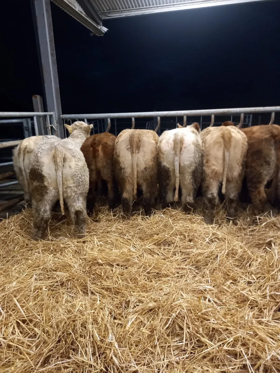 U Grading Heifers - Image 1