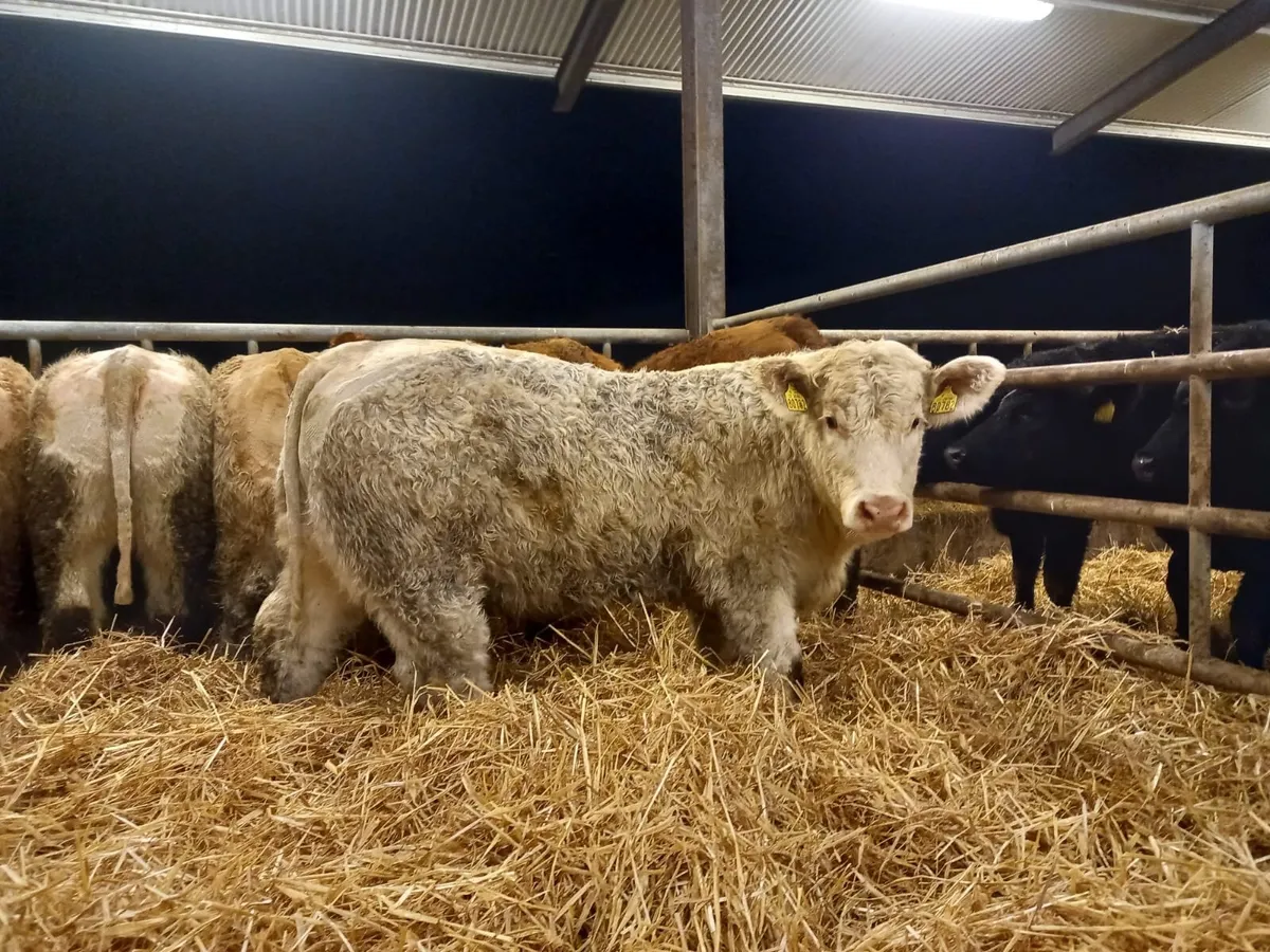 U Grading Heifers - Image 3