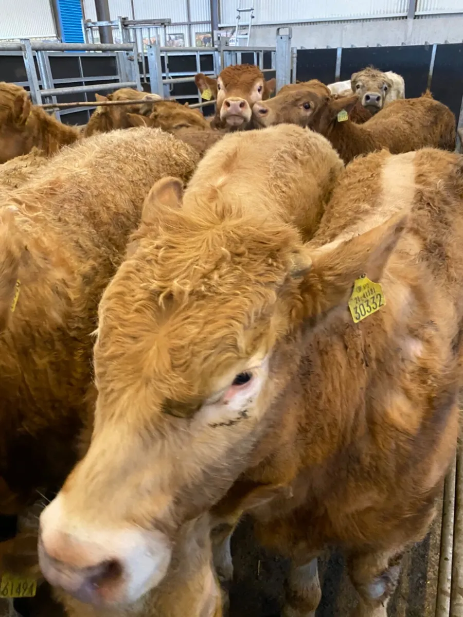 Super Charolais Bullocks - Image 1
