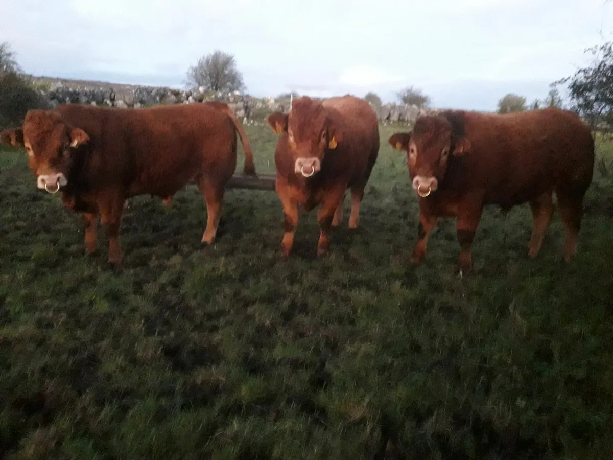 Easy Calving SCEP Eligible Bull Athenry Sale 18.04