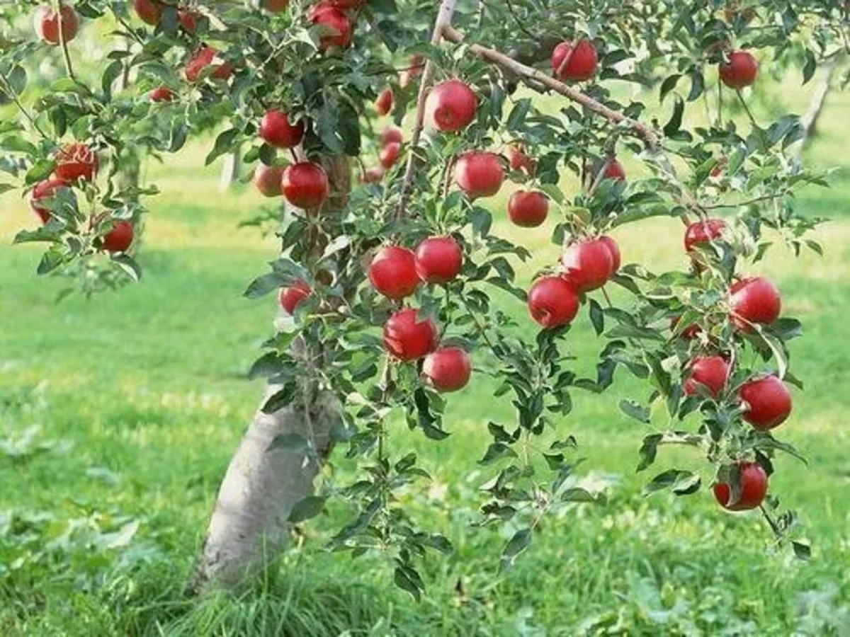 Native apple trees for acres . Delivery nationwide