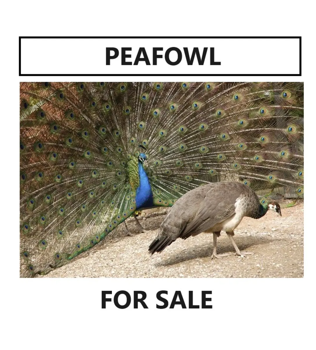 Peafowl deals for sale