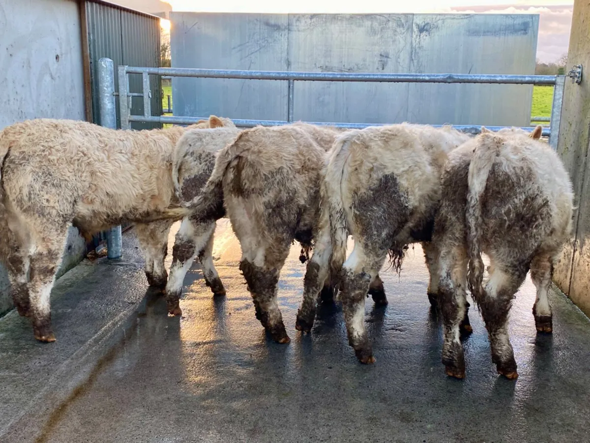 Charolais Bulls - Image 1