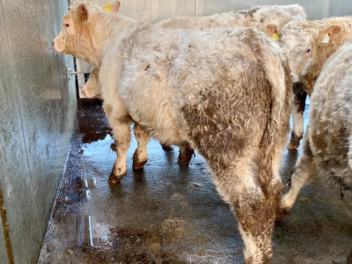 Charolais Bulls - Image 2