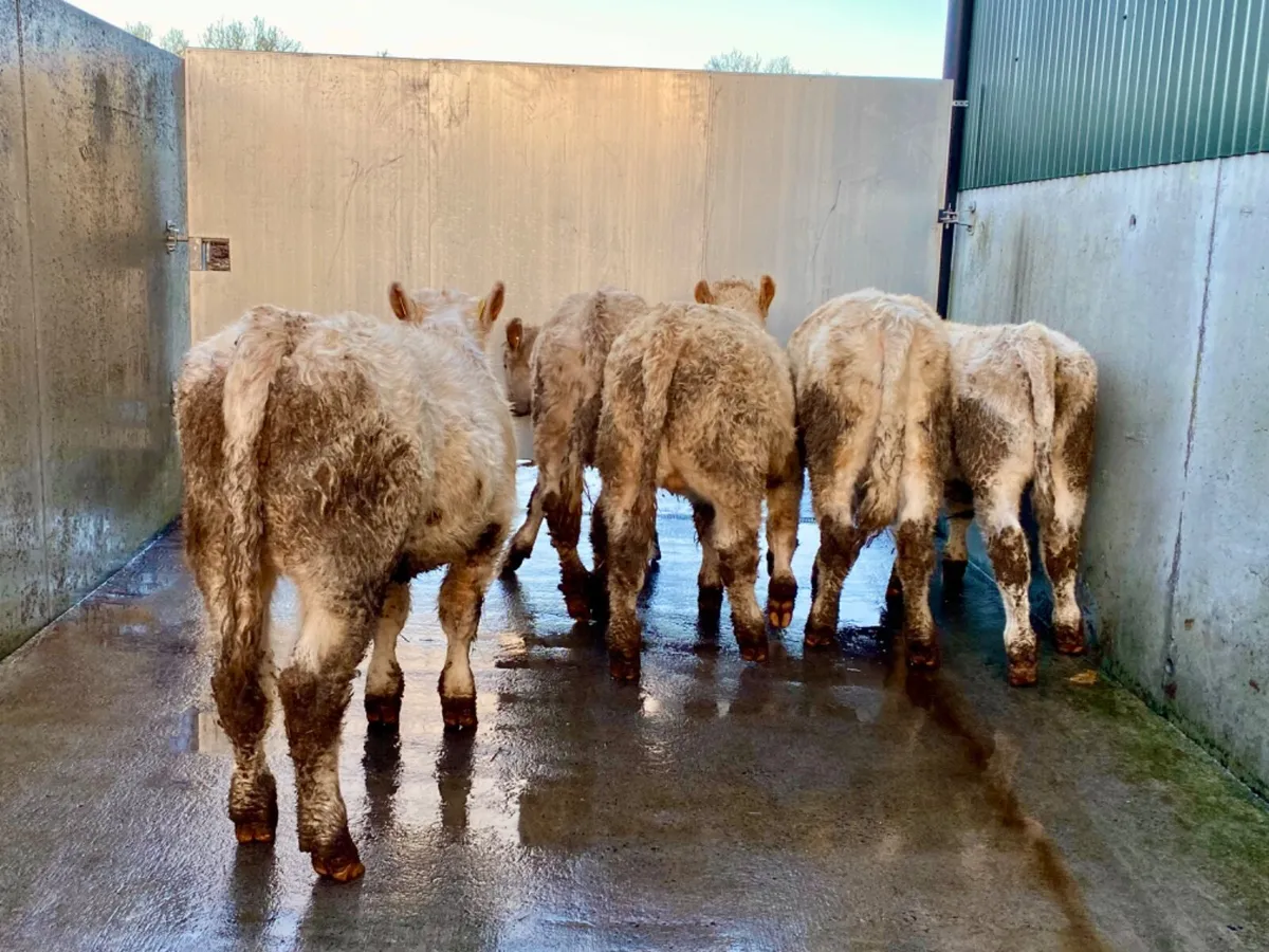 Charolais Bulls - Image 4