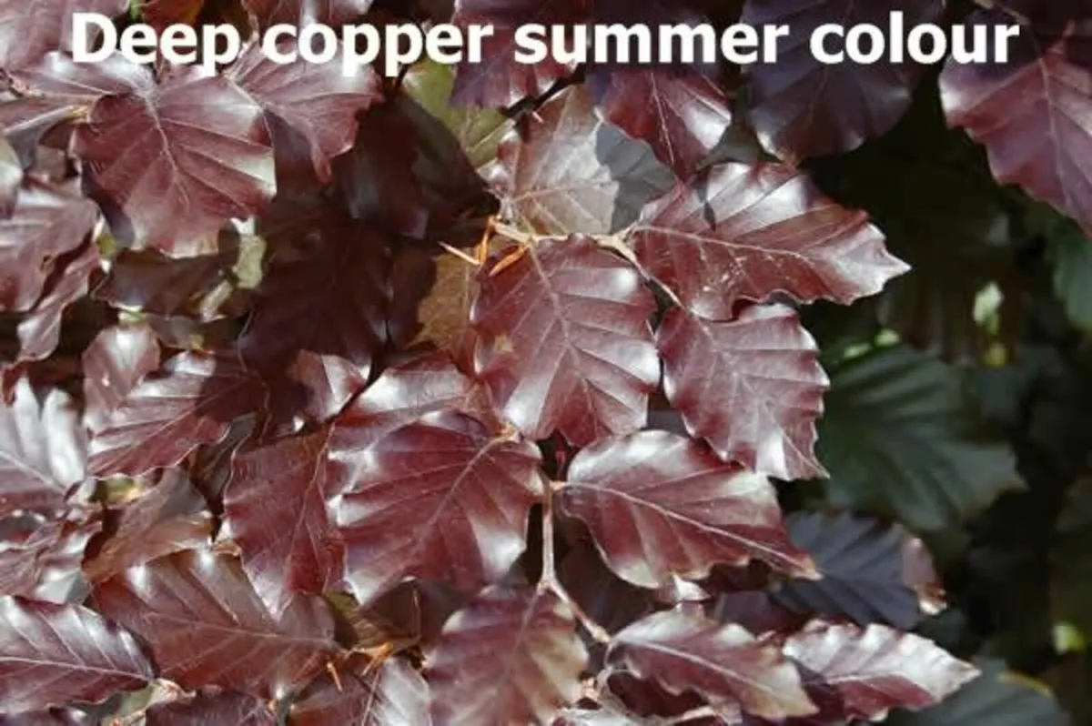 Copper/Purple Beech Nationwide delivery.
