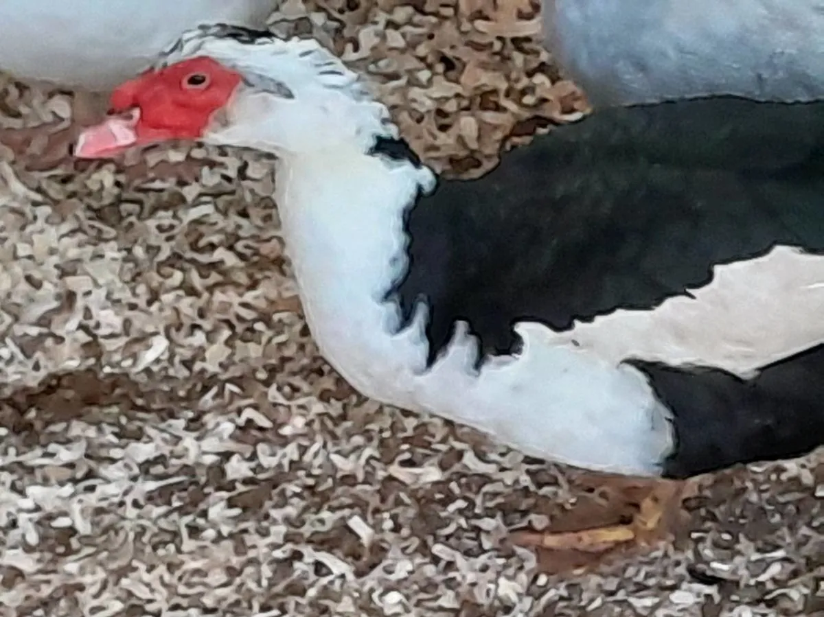Cluck cluck - Image 4