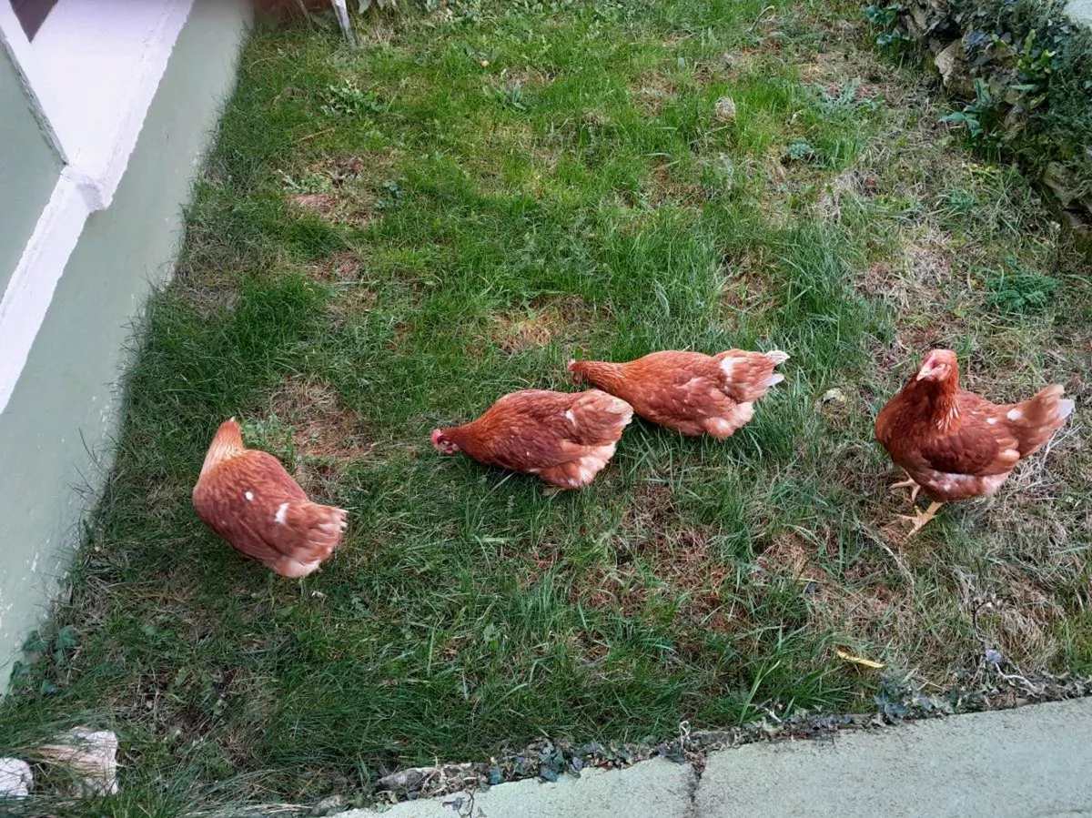 Pullets, Guineafowl - Image 2