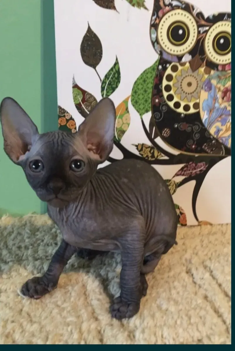 Sphynx cats - Image 1