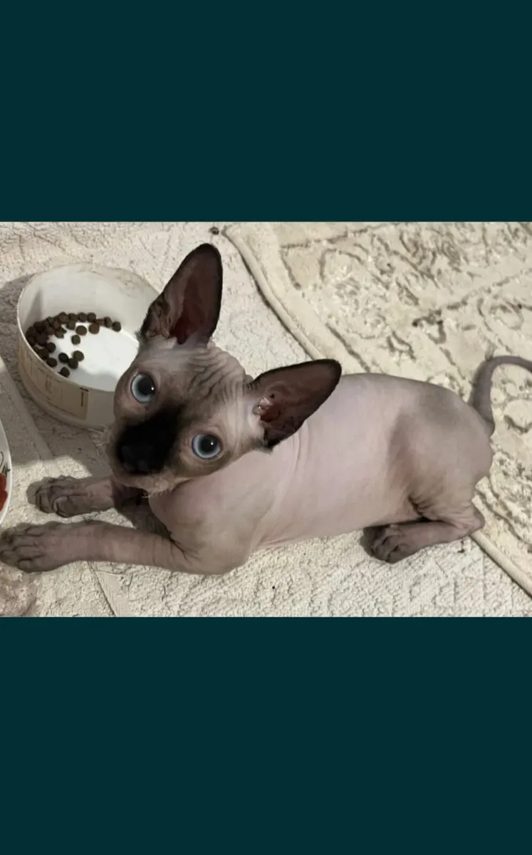 Sphynx cats - Image 2