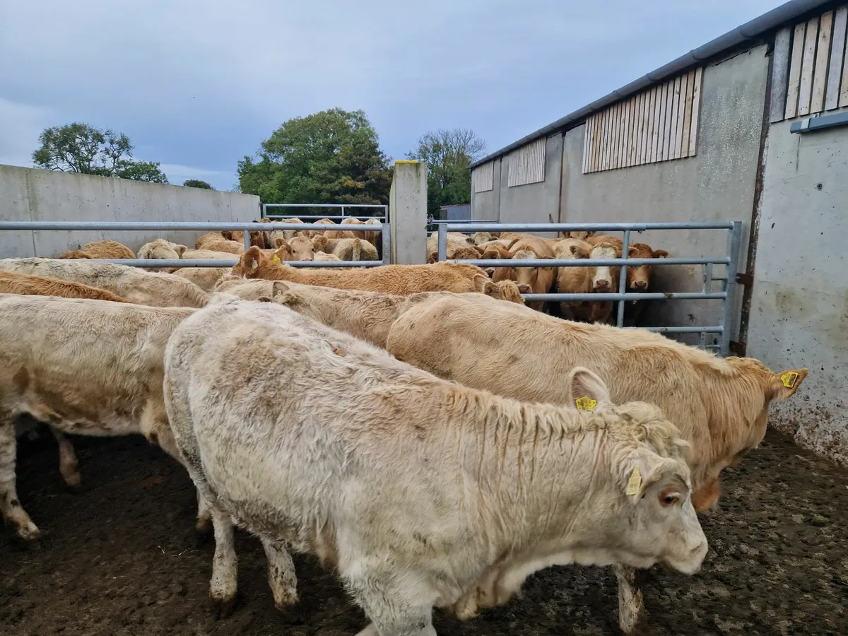 Contential Heifers for sale. - Image 3