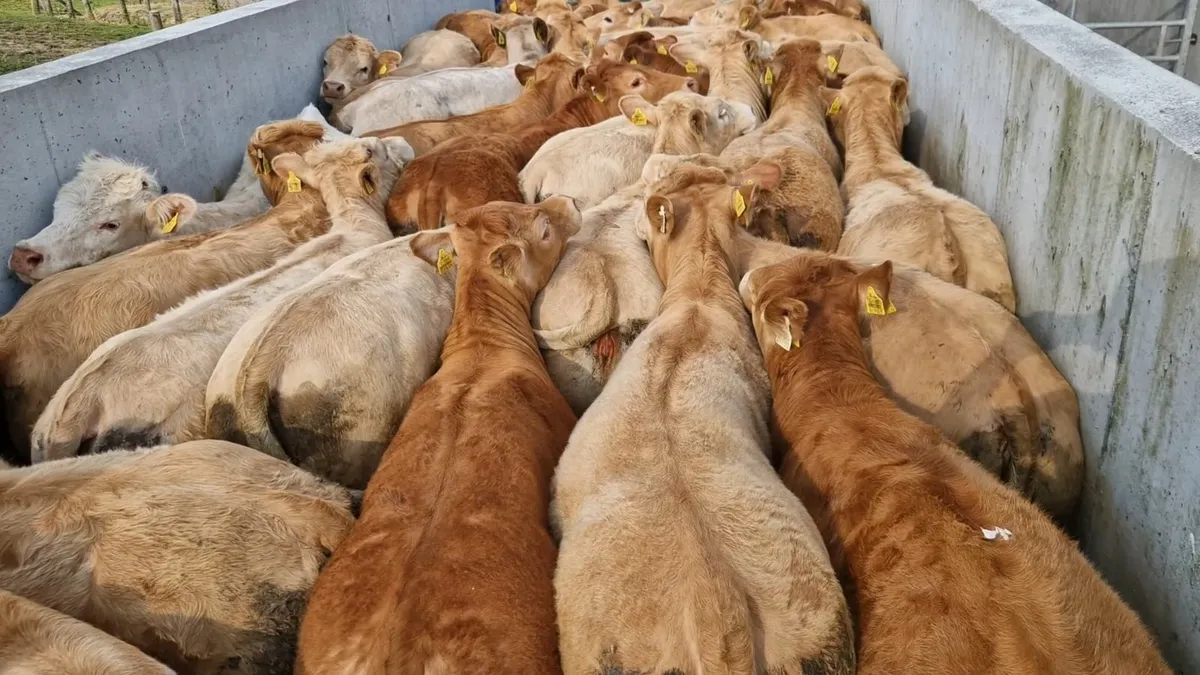 Mulligan Heifer Farm. - Image 1