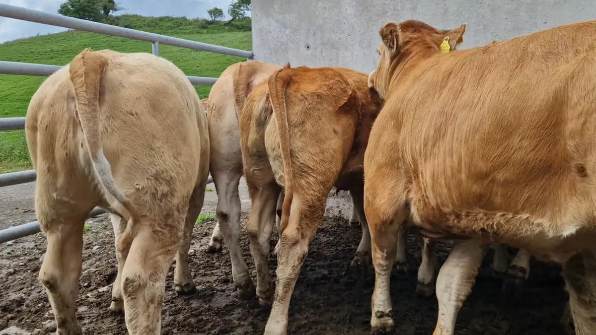 **Super Charolais Weanling Heifers** - Image 3