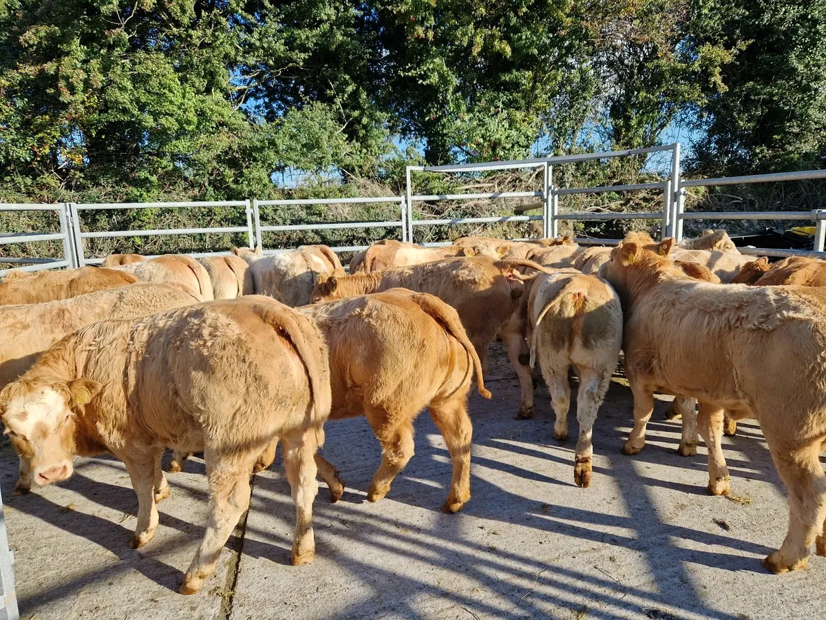 **Super Charolais Weanling Heifers** - Image 4