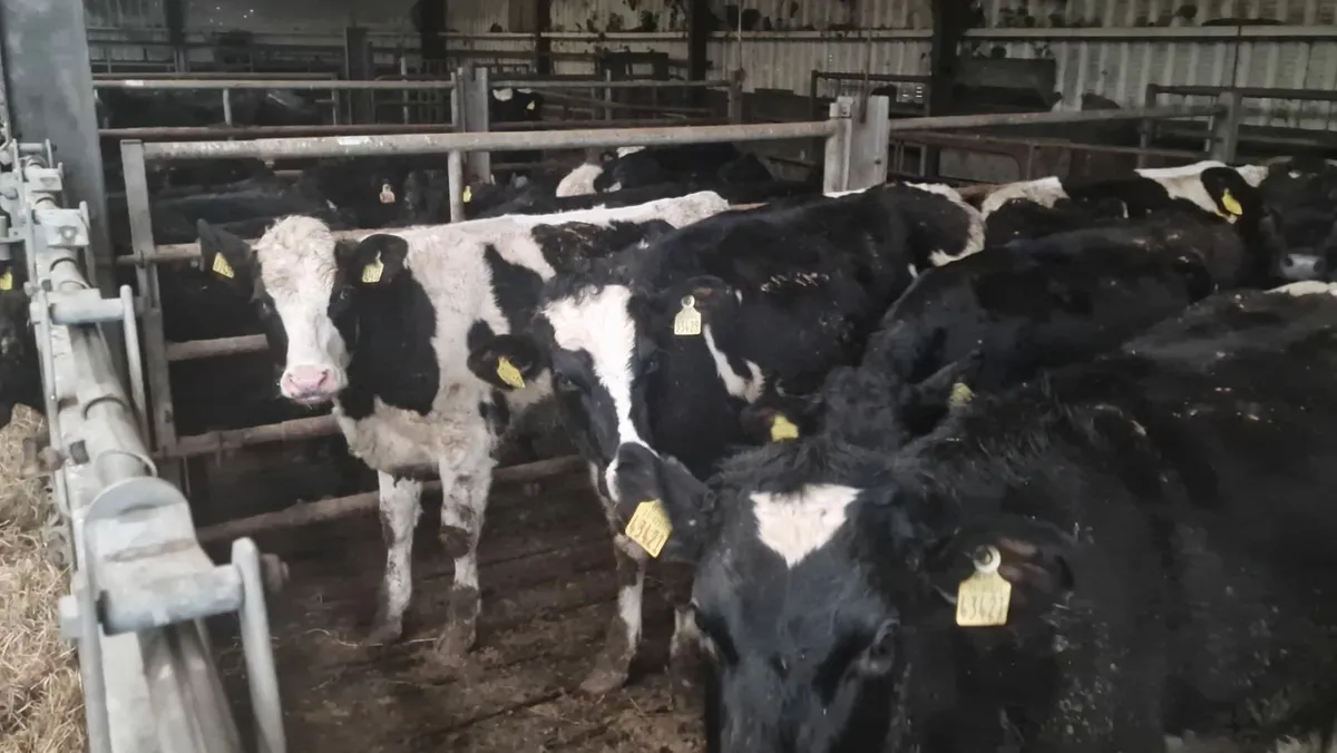 10 Pedigree  Holstein Heifers for sale