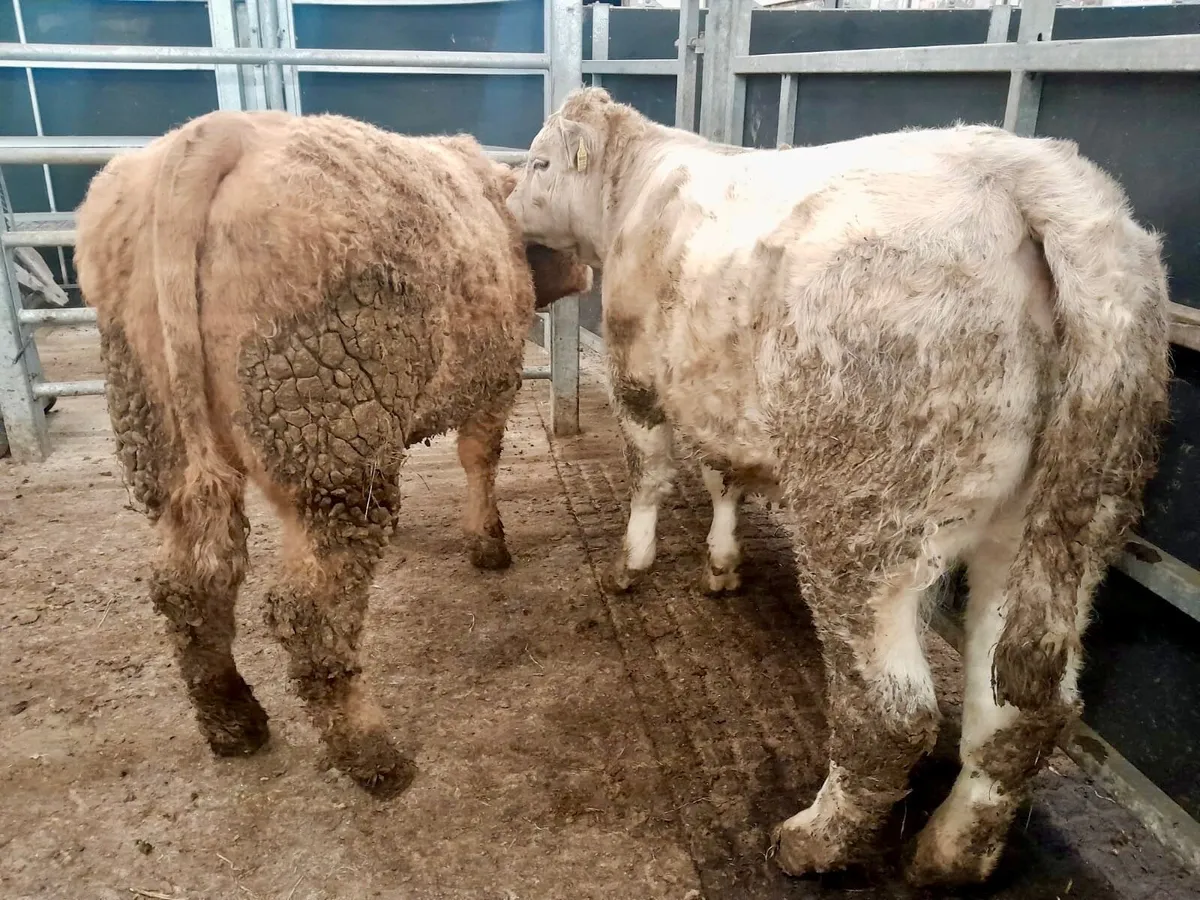 350kg Heifers - Image 1