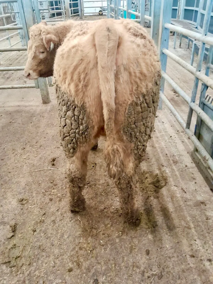 350kg Heifers - Image 2