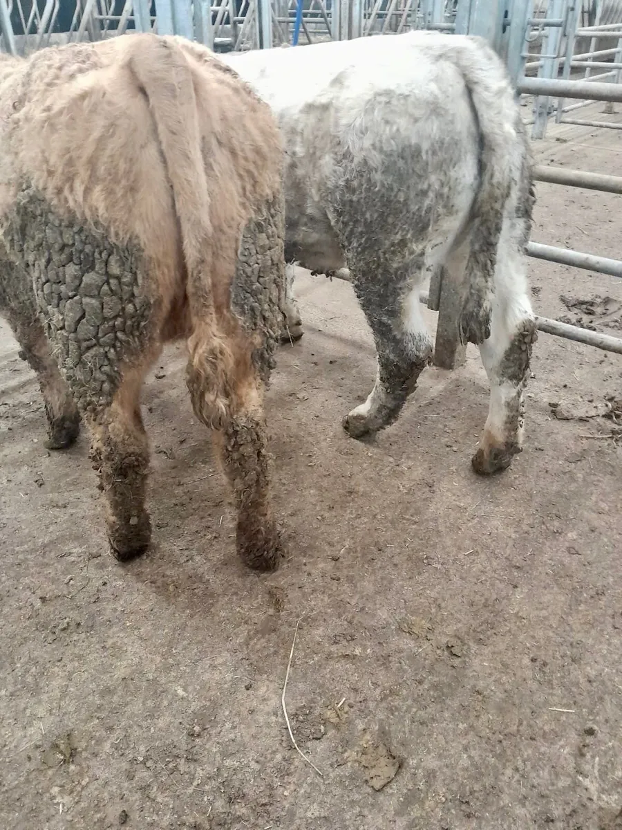 350kg Heifers - Image 3
