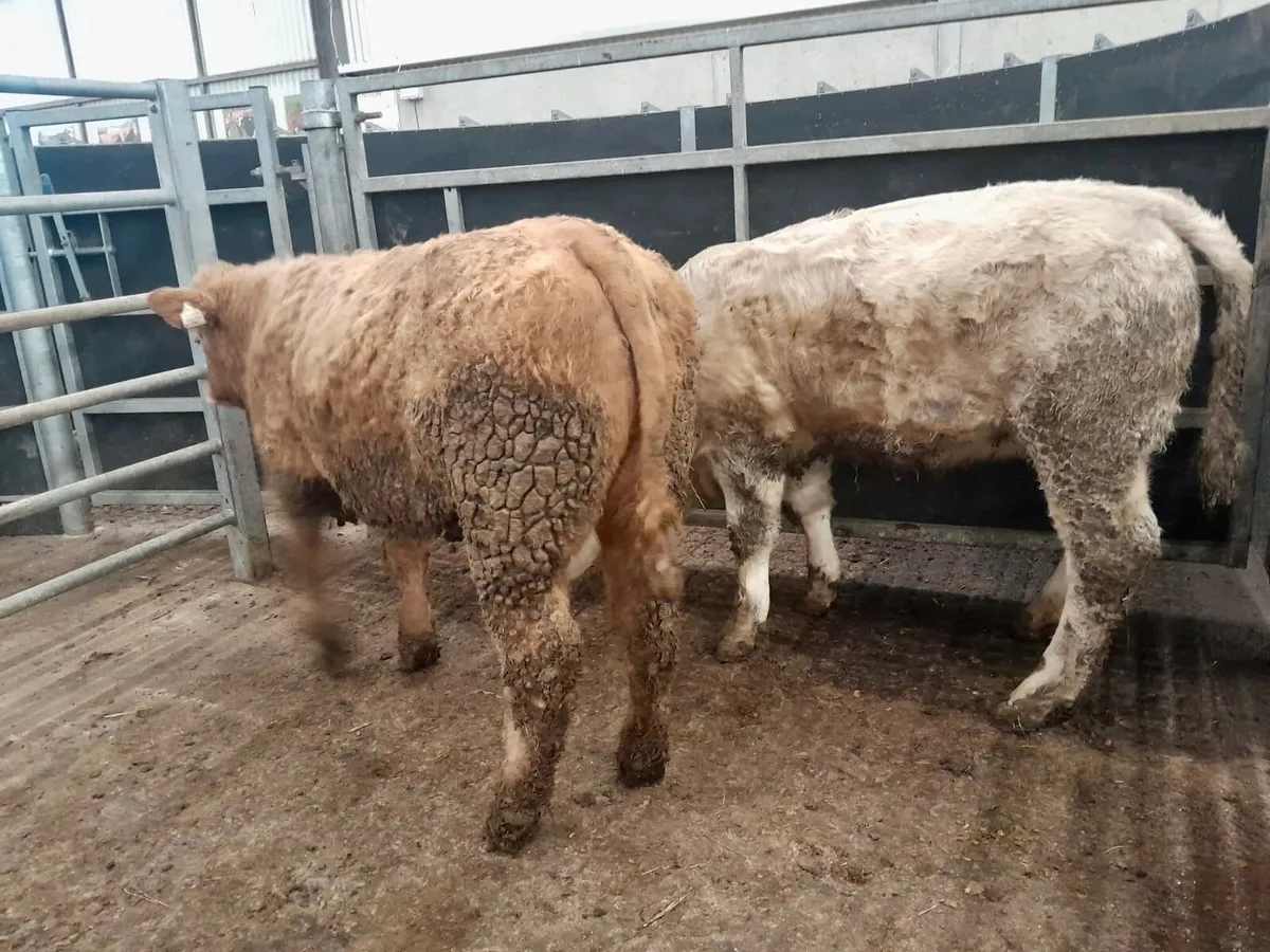 350kg Heifers - Image 4