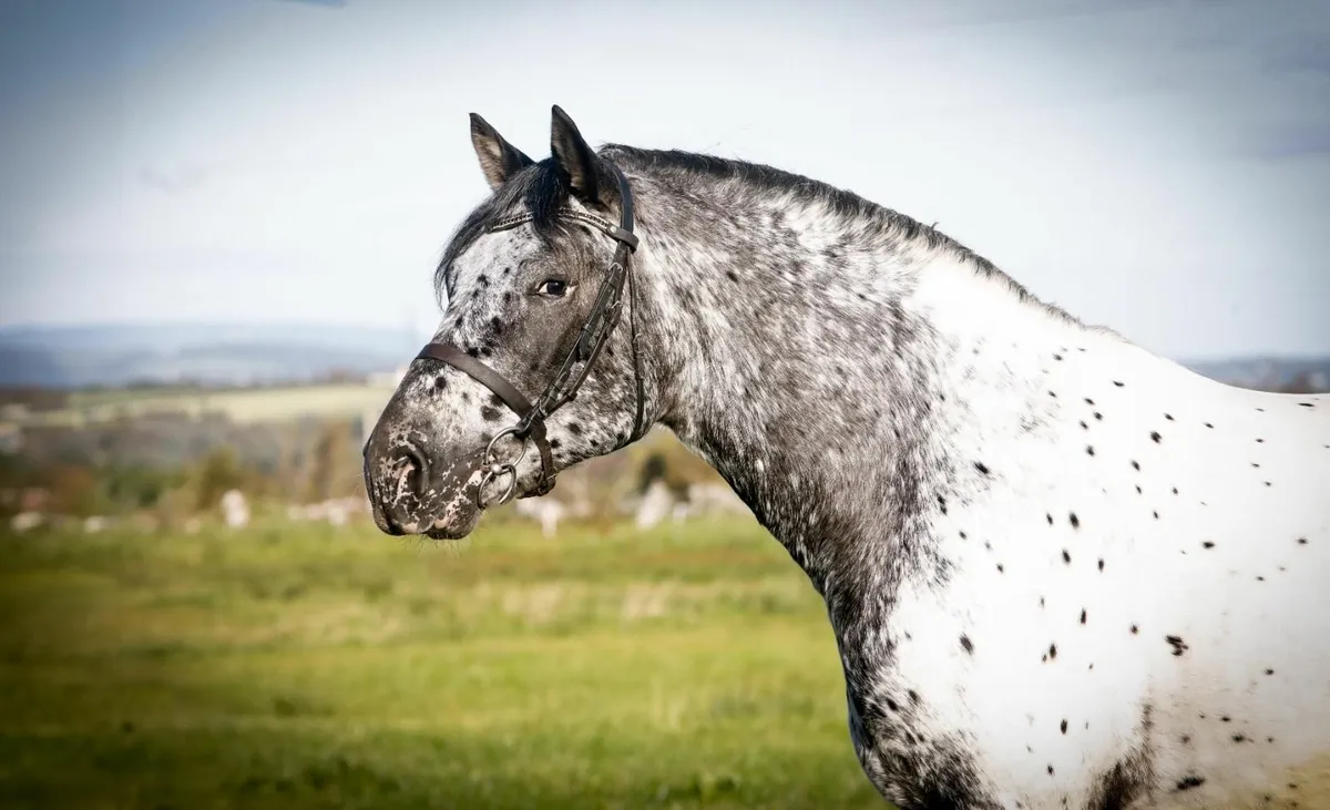 Appaloosa draft stallion for stud - Image 3