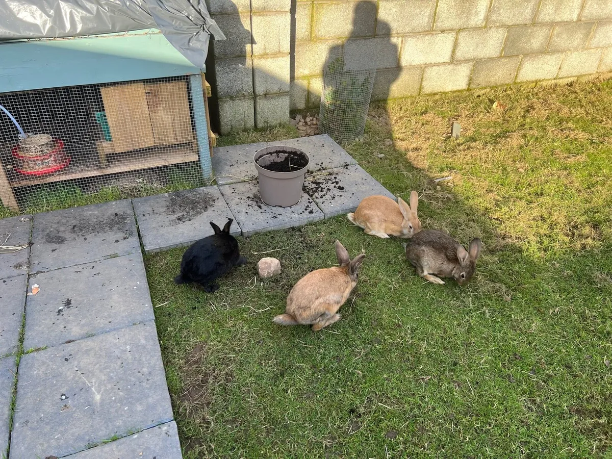 7 Month Old Rabbits for sale in Co. Wexford for €30 on DoneDeal