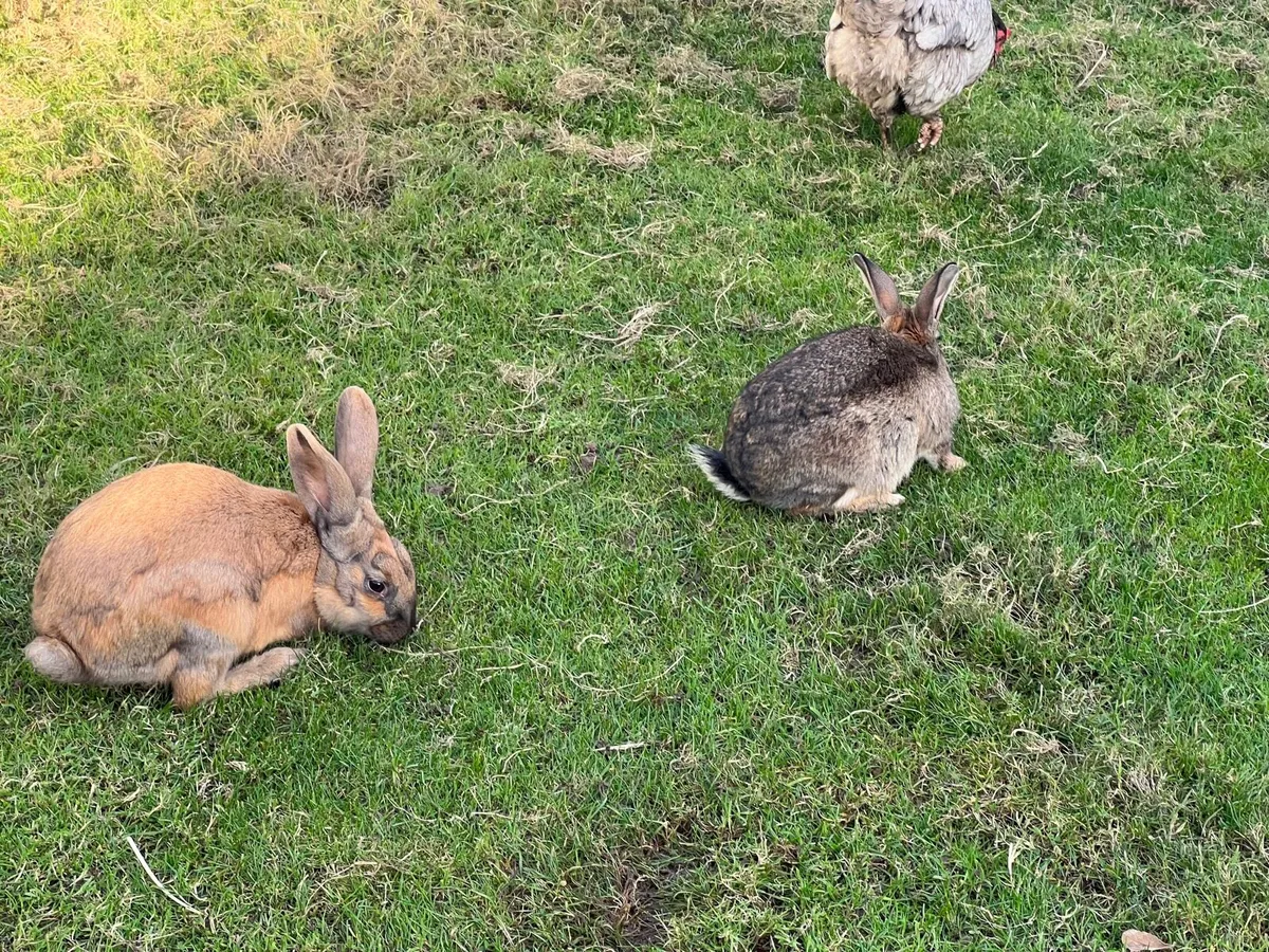 7 Month Old Rabbits for sale in Co. Wexford for €30 on DoneDeal