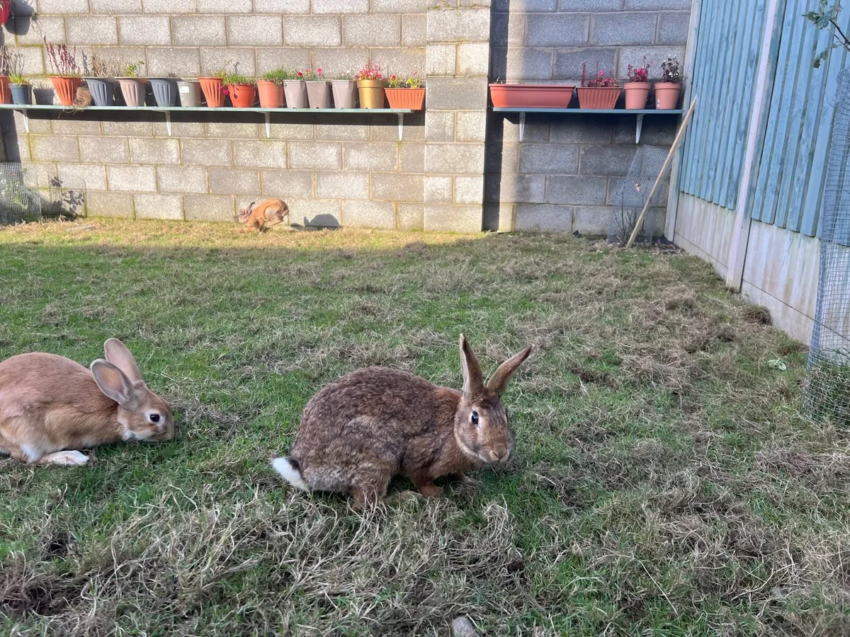 7 Month Old Rabbits for sale in Co. Wexford for €30 on DoneDeal