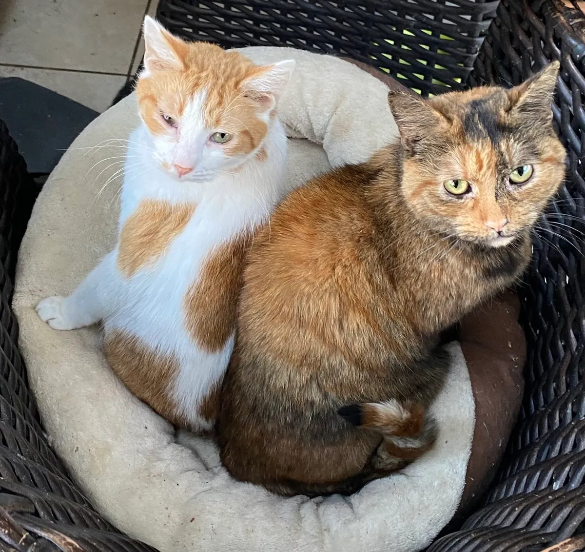 CANDY and Fudge,rescued siblings,neutered . Indoor