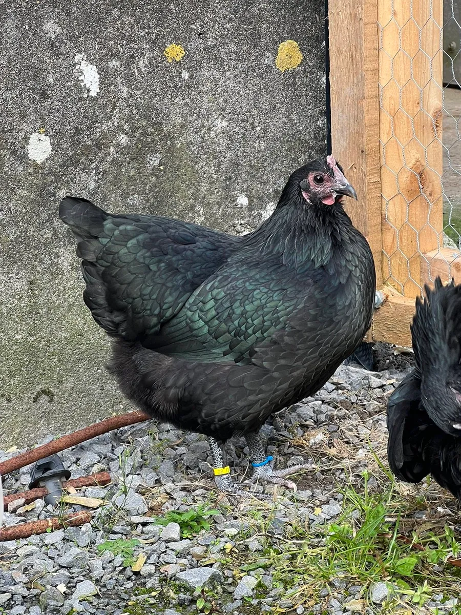 Black Australorp Bantams for sale in Co. Mayo for €100 on DoneDeal