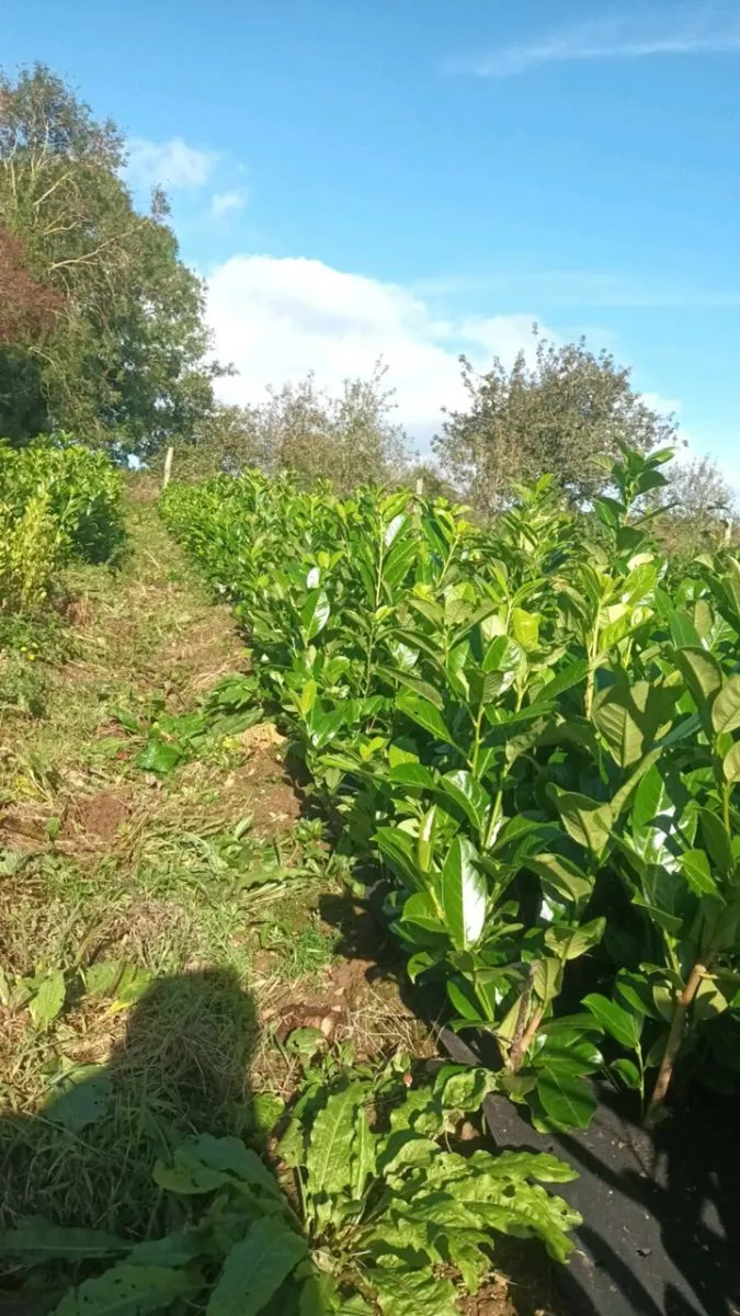 All trees and hedging - Image 3