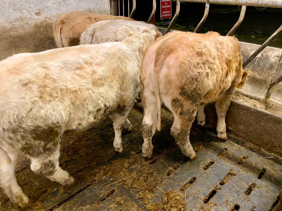 8 Super Heifers - Image 1