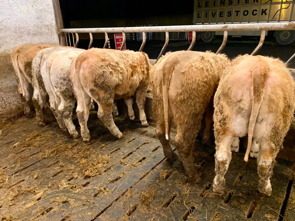8 Super Heifers - Image 2