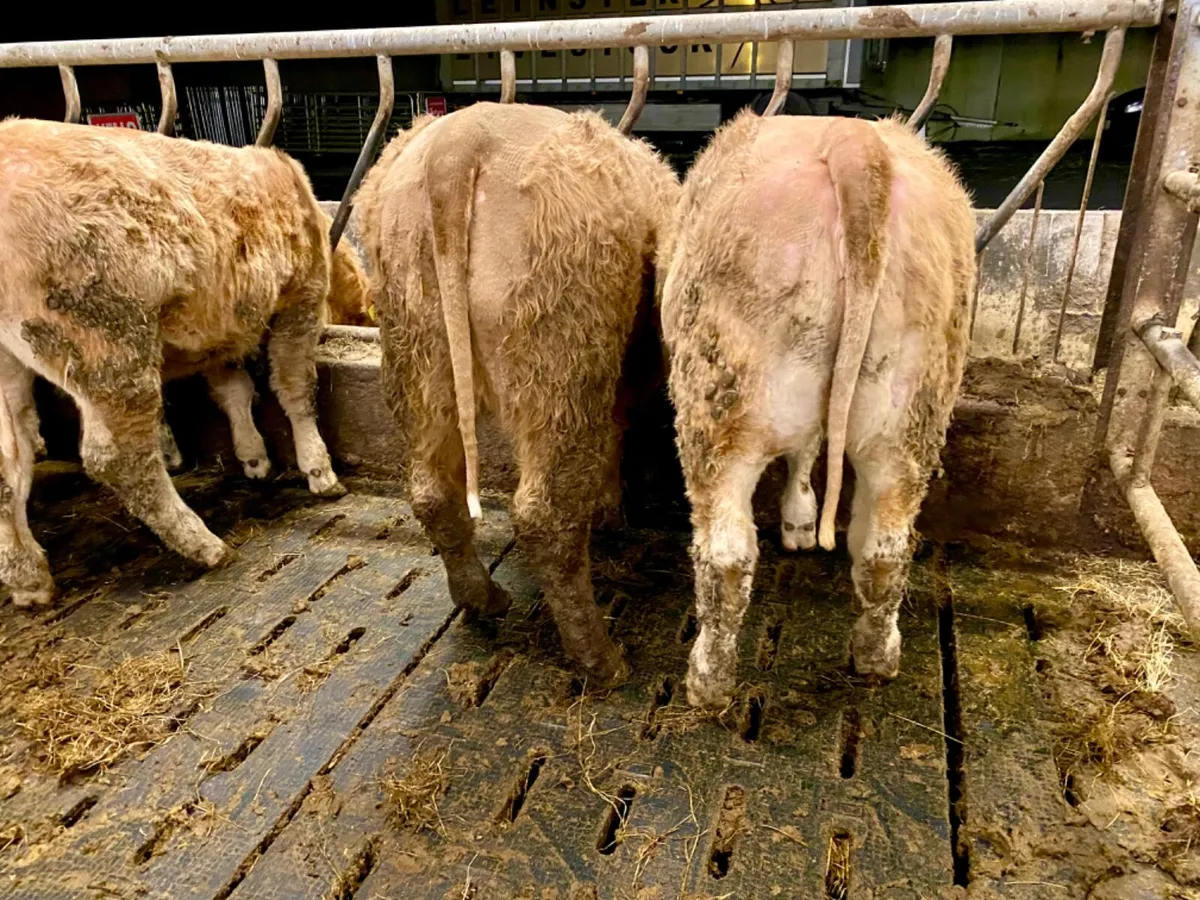 8 Charolais Heifers - Image 3