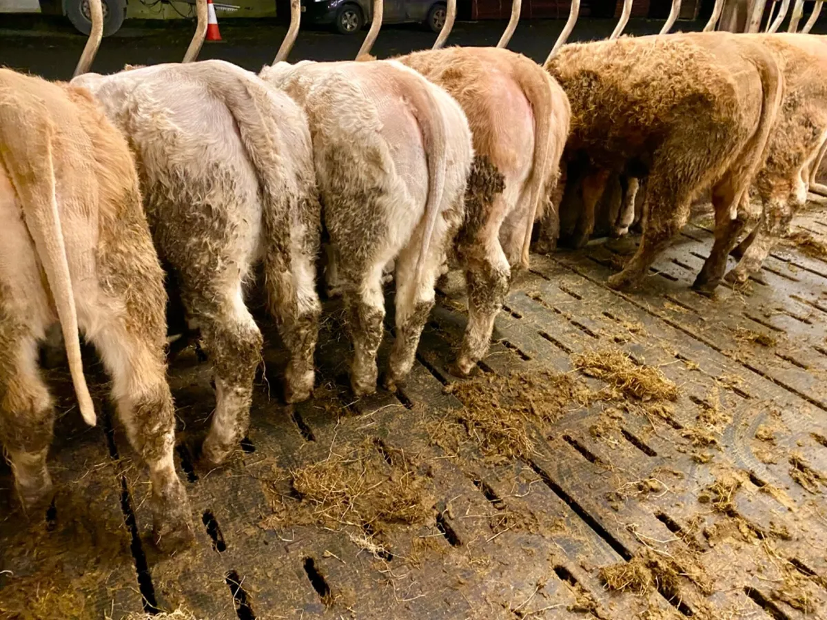 8 Charolais Heifers - Image 4