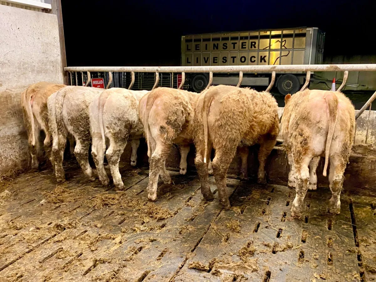 8 Charolais Heifers - Image 1