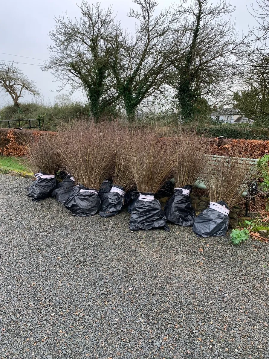 WHITETHORN ,Hawthorn hedging from €60 per 100 - Image 1