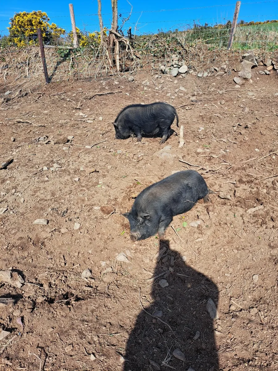 Pigs Pot Bellied Pigs